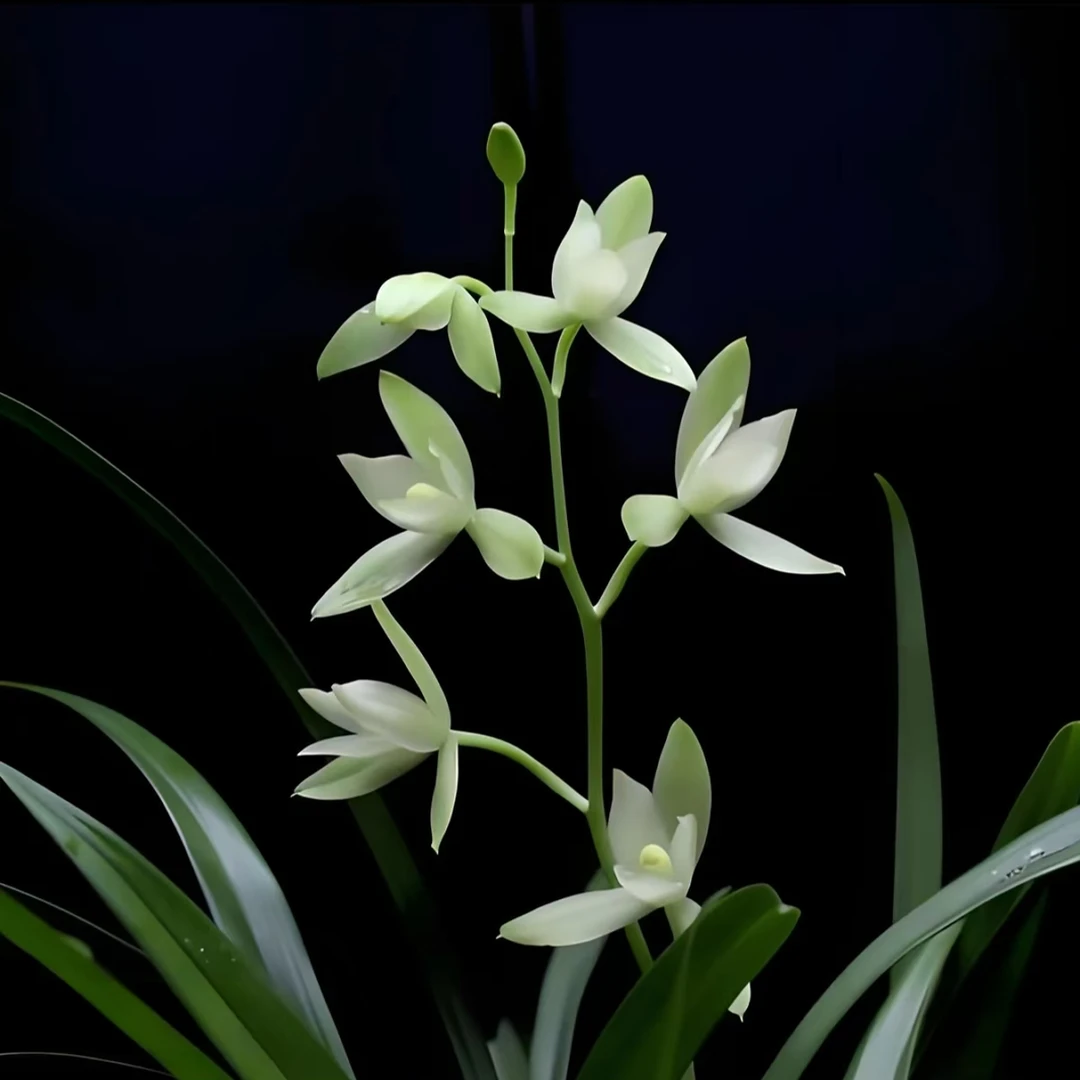 【七仙女】一杆七朵仙女下凡最抚凡人心建兰素花兰花盆栽绿植