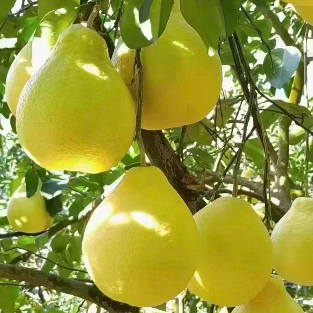 【姚姚】正宗长寿老树沙田柚 纯甜无酸  新鲜应季 只发川渝