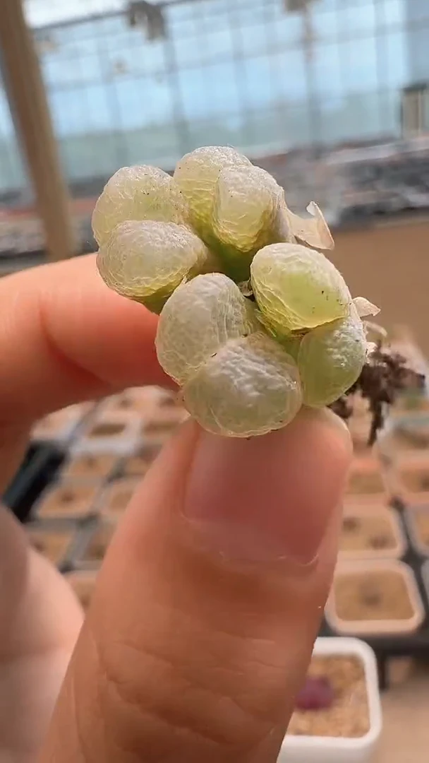 K***y美丽的肉石头12-169 粉玫瑰