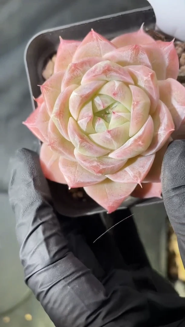 1-22 皇家之心4-5厘米 量拍发一颗