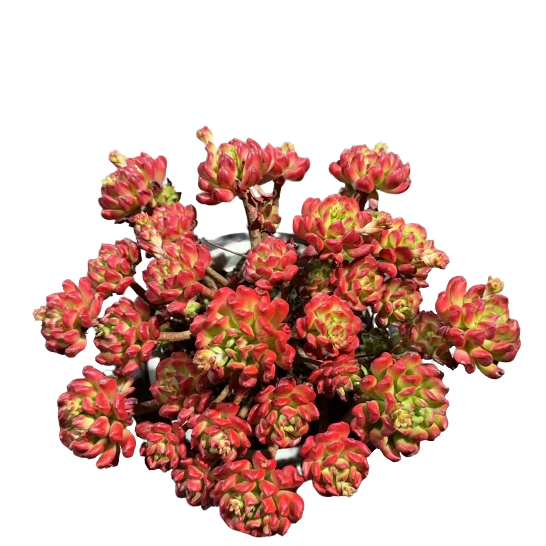 精品多肉  火焰蒂亚