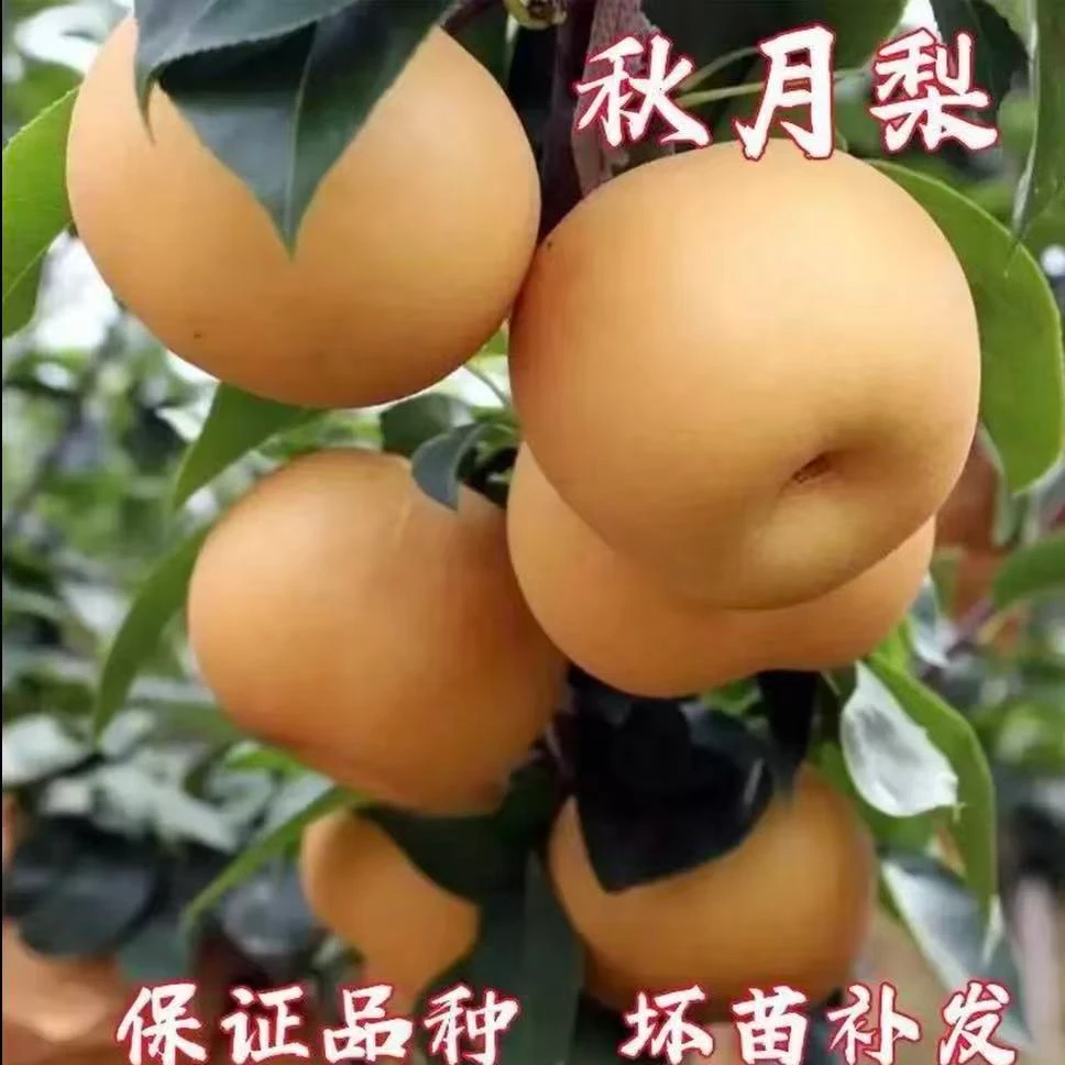 正宗梨树苗嫁接苗耐寒黄金盆栽庭院地栽南北方种植当年结果苗榴莲