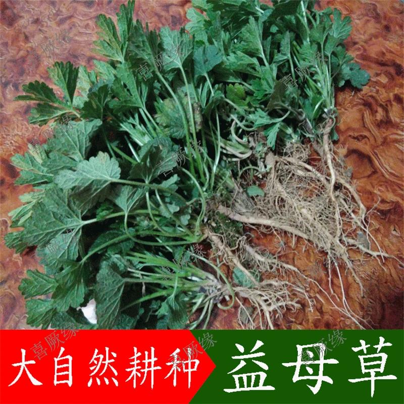 整颗新鲜益母草苗可种植食用益母草苗盆栽