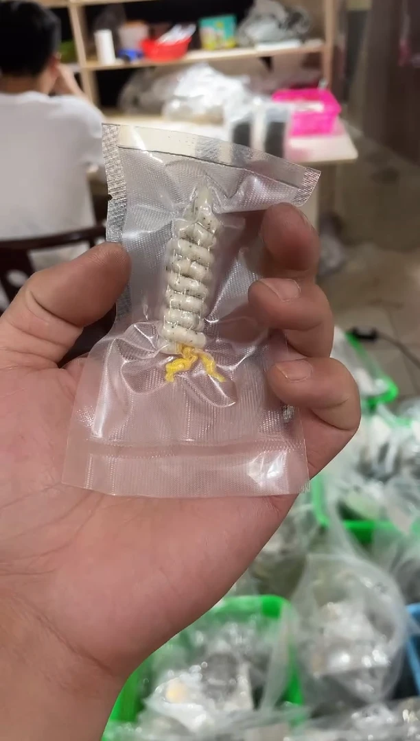 星月菩提手串海南星月菩提《F003》5x4数星星大肠