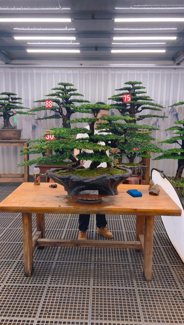 无花朵沉***你精品盆景直播间一物一拍