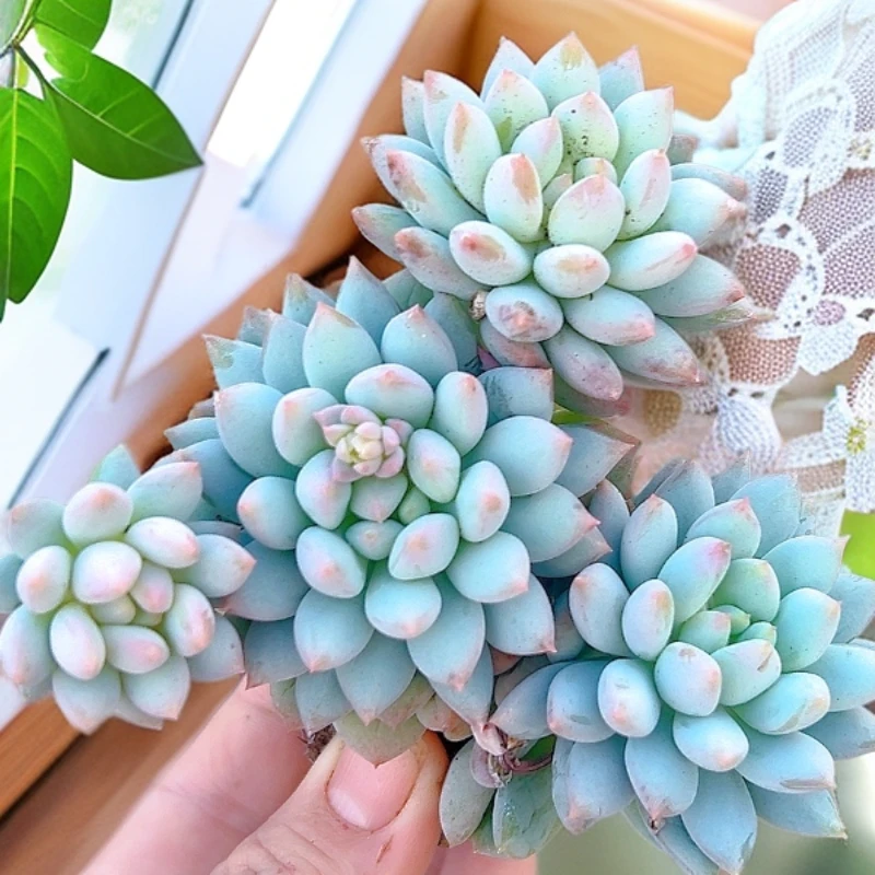 明珠美人 多肉阳台露台植物栽种养护