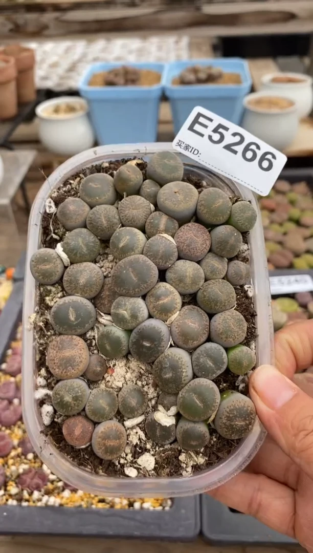 5266直播一物一拍