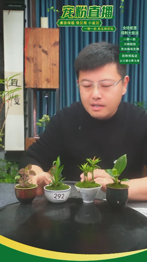 无花朵?苔藓微景观292号