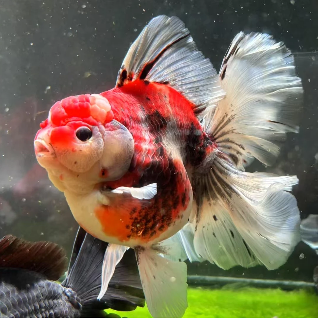 泰狮将军百褶短尾狮NK金鱼(直播链接)