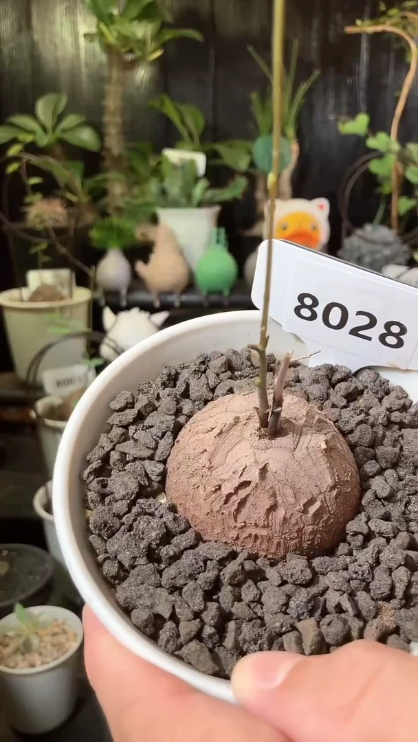 佳**瑞8028号815甄选南非龟甲龙单颗