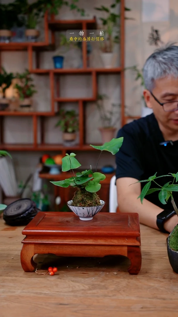 不开花植物王*财心愿蕨107