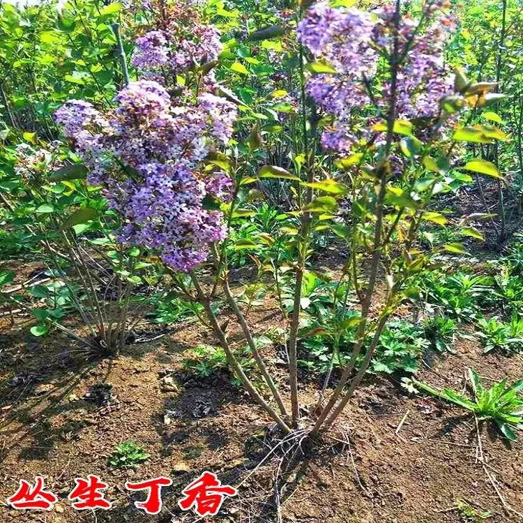 丛生丁香花树苗欧洲丁香多叉丁香小苗耐寒庭院盆浓香绿化大叶植物
