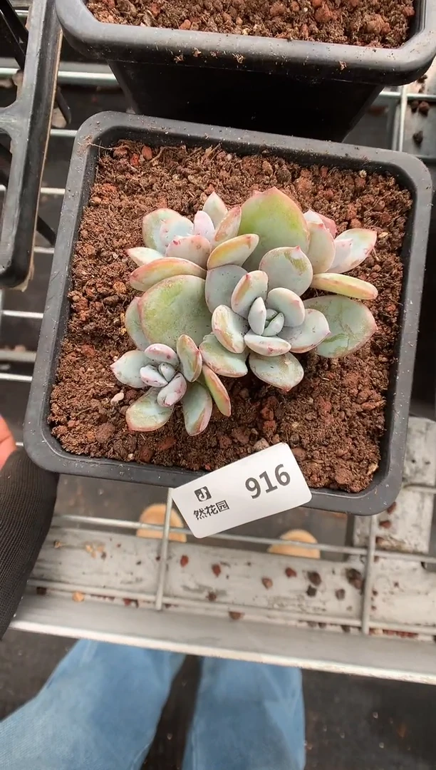 916奶茶一物一拍