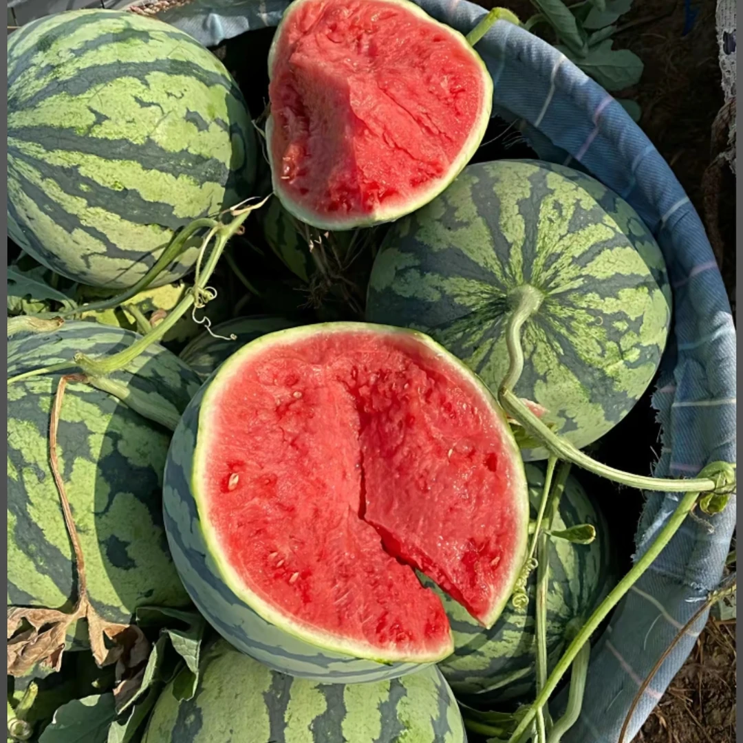 麒麟西瓜新鲜现摘当季时令水果