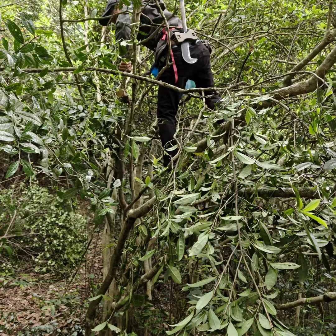 2025青牛卧 单株古树野生群体种贡眉白茶荒野日晒茶春季盒装茶叶
