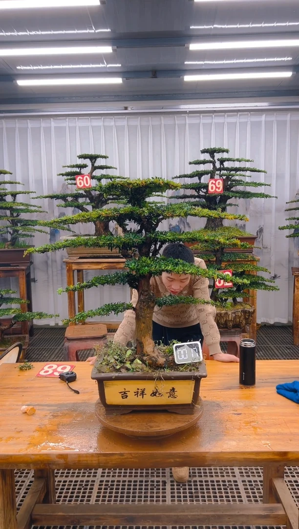 【闪购商品】紫砂精品盆景直播间一物一拍