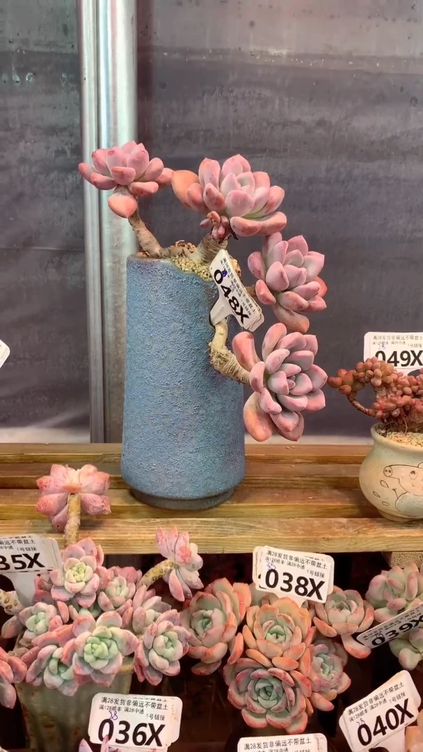 048X（一物一拍实付满28发货，默认不带盆土）