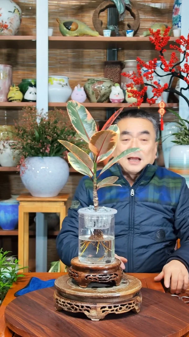 无花朵A****熙水之韵水培红关公