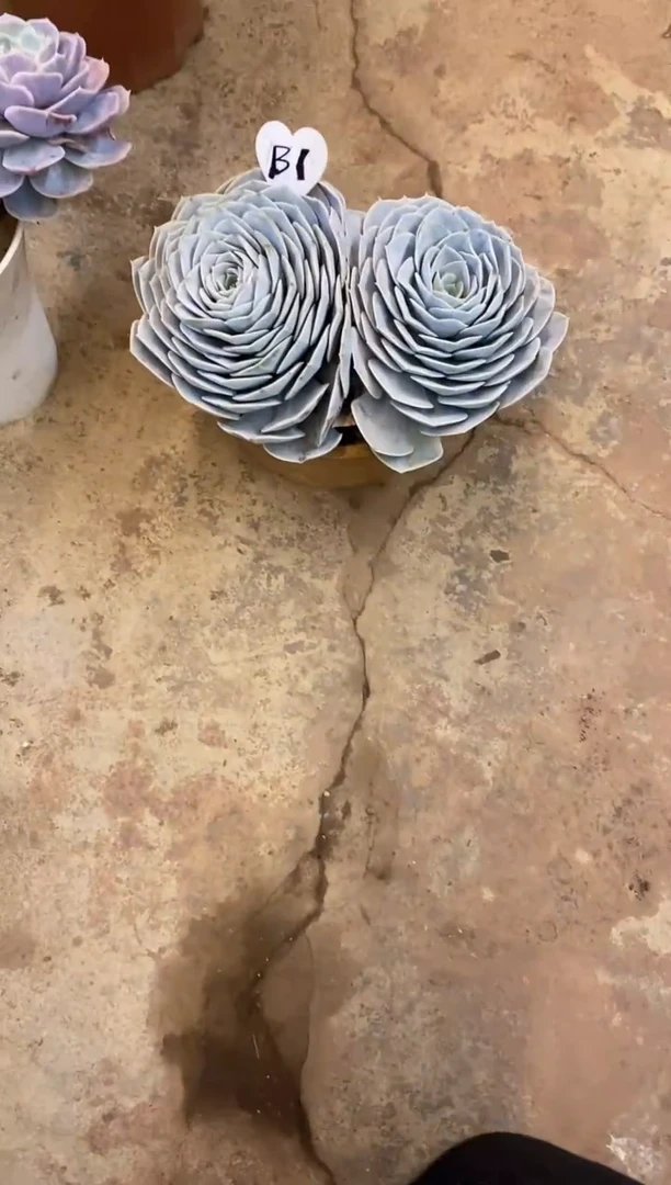 东**资              B1号￥20