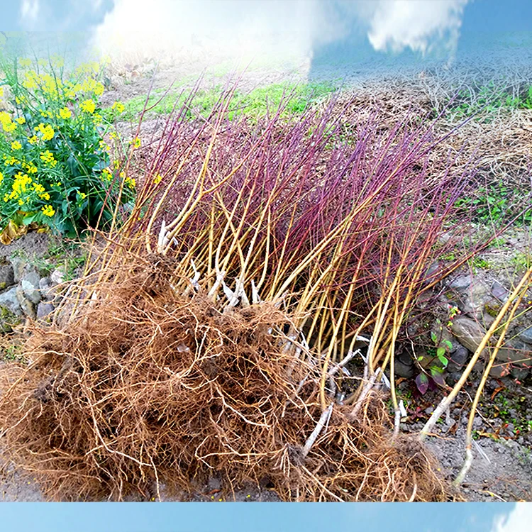 【1】正宗广东河源连平上坪鹰嘴蜜桃嫁接苗桃花盆景盆栽水果苗木