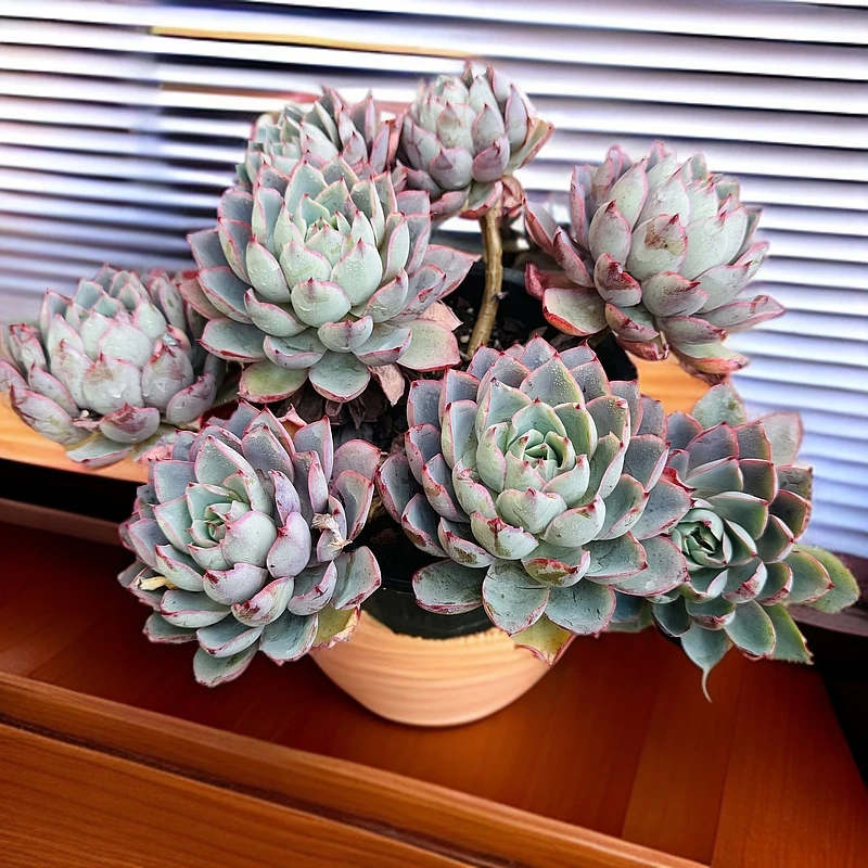 赫拉230#云大A1棚  书含多肉 新手好养一单也包邮