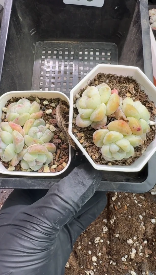 【闪购商品】56号到手一框-江北一物一拍