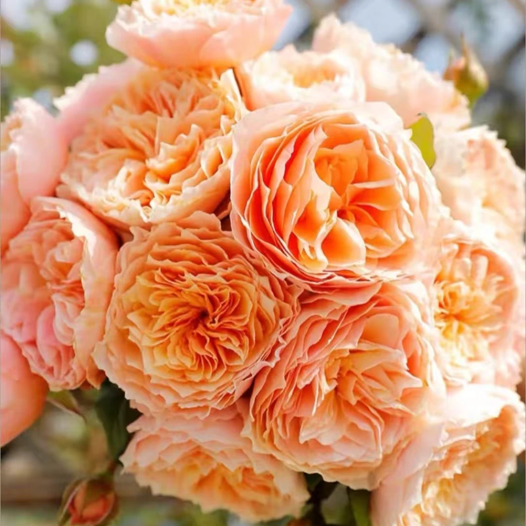 涵仙中苗  四季灌木月季