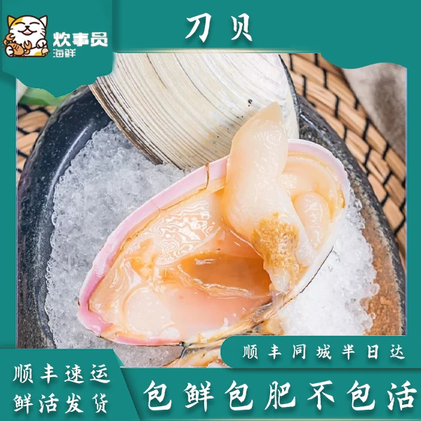 三斤鲜甜饱满刀贝 野生刀贝扇贝活发 包鲜不包活 新风港发货
