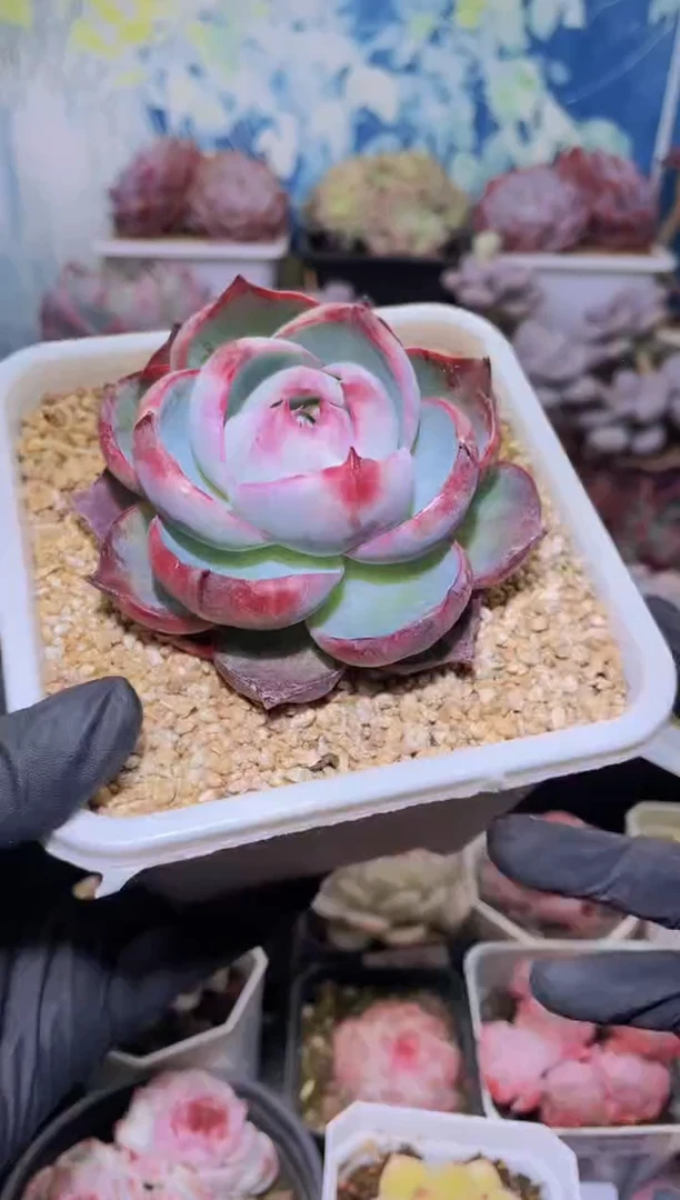 【闪购商品】141惊鸿仙子