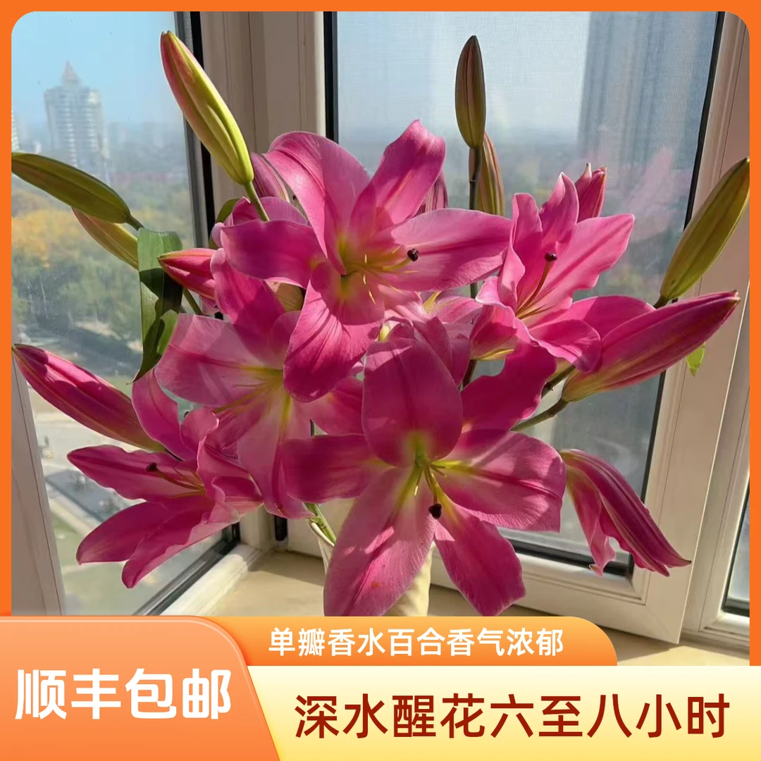 罗宾百合【单瓣香水百合】顺丰包邮