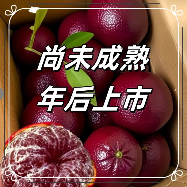 【摩洛哥血橙】新鲜整箱香橙甜橙果冻手剥时令水果