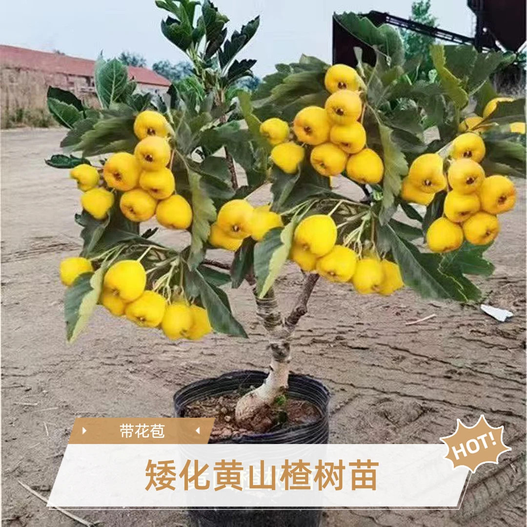矮化红山楂黄山楂树苗原土原盆盆栽地栽耐严寒耐高温