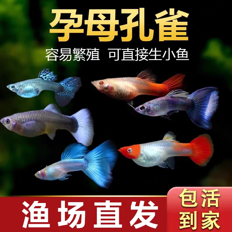 【大肚子母鱼】5条5个品种孔雀鱼小型热带观赏鱼新手好养金粉孔雀鱼