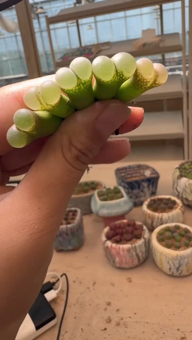美丽的肉石头16-44一颗