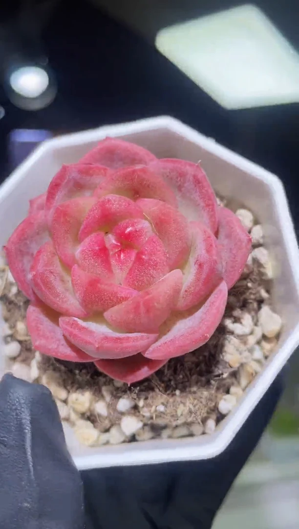 闪购2002 骨雕多肉一颗