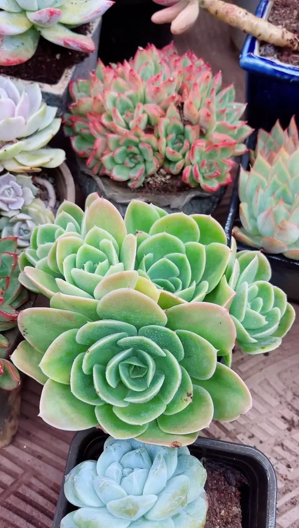 葵*26061多肉植物一物一拍