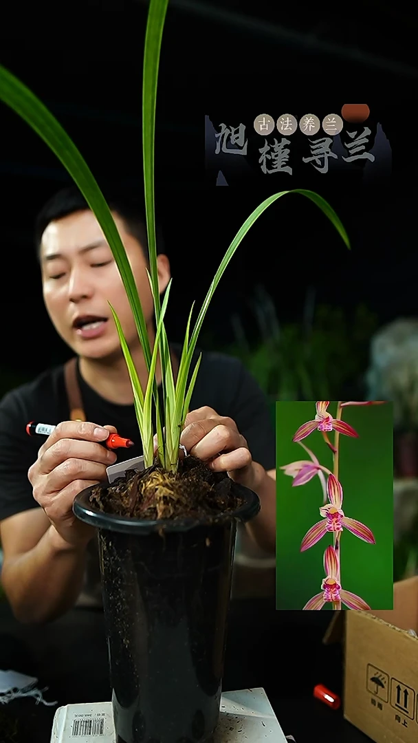 当前无花栽培后可以开花建兰-胭脂锦（一物一拍）