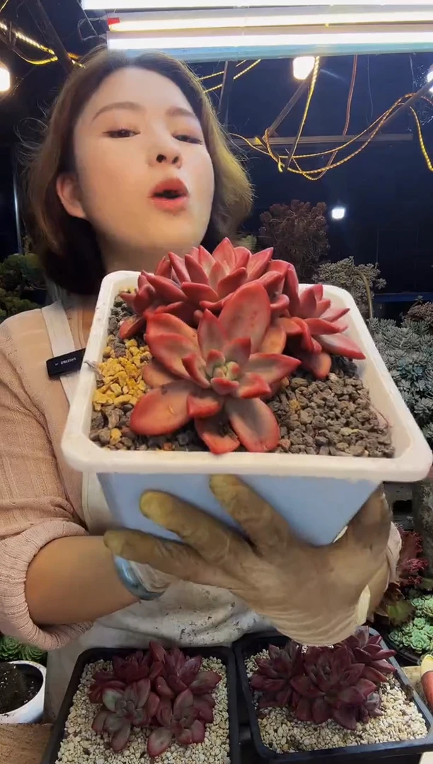 赫菲斯托脱土包邮