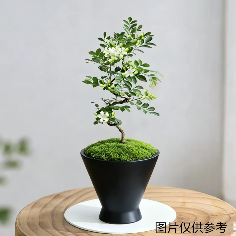 九里香盆栽花卉植物室内花客厅好养开花芳香美观桌面绿植四季常绿