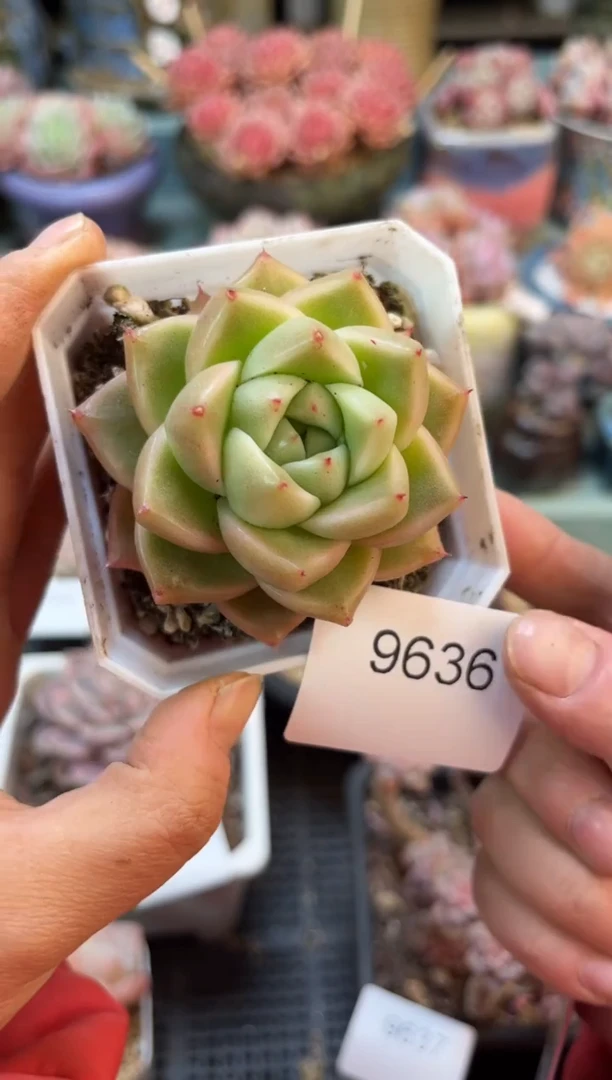 9636单头厚叶乌木多肉