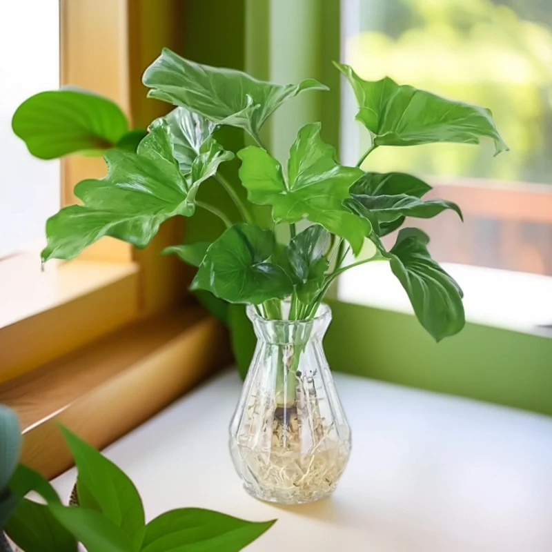 福袋绿植春羽喜阴好养净化空气美化环景简单常青光照水培植物