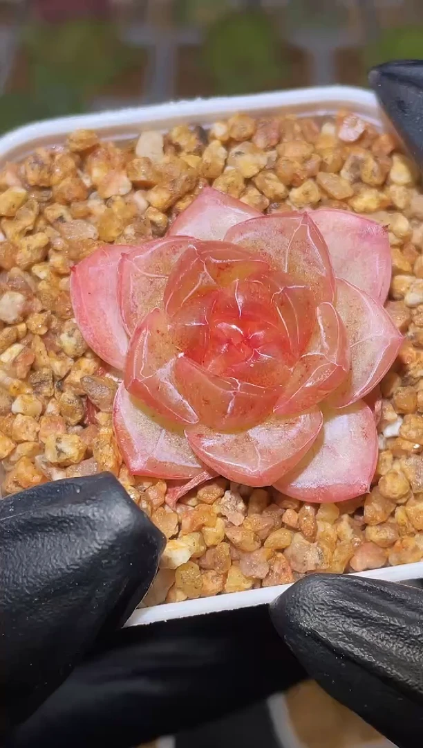 闪购2512 草莓果冻多肉一颗   3-3.5厘米