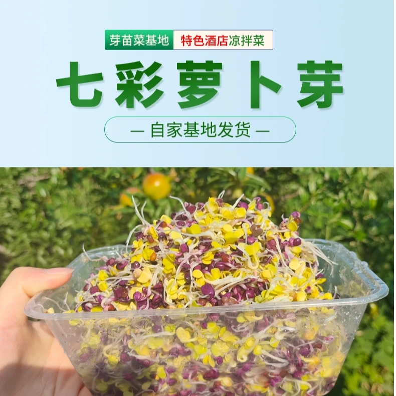 【冷链直达】精品货新鲜水培三色萝卜芽可用于凉拌及西餐摆盘装饰品