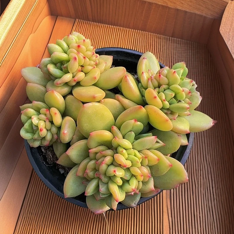 【苹果花】（带盆土）多肉植物办公室阳台室内新手好养盆栽绿植