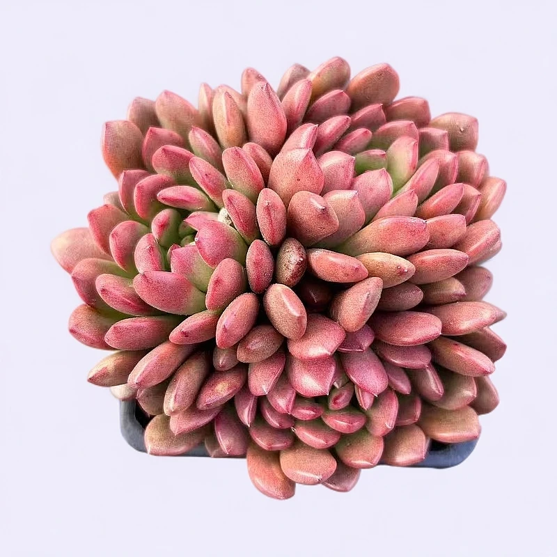 【红宝石】买一送二 带盆土 满15包邮 以直播为准 燕子多肉