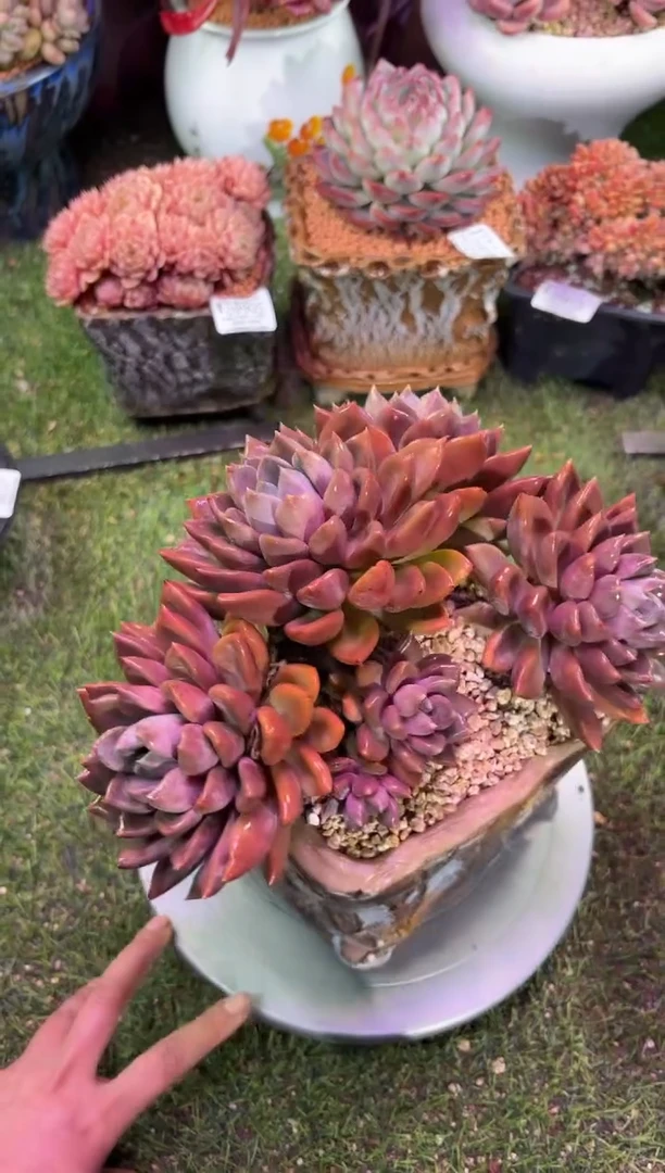 【闪购商品】09906