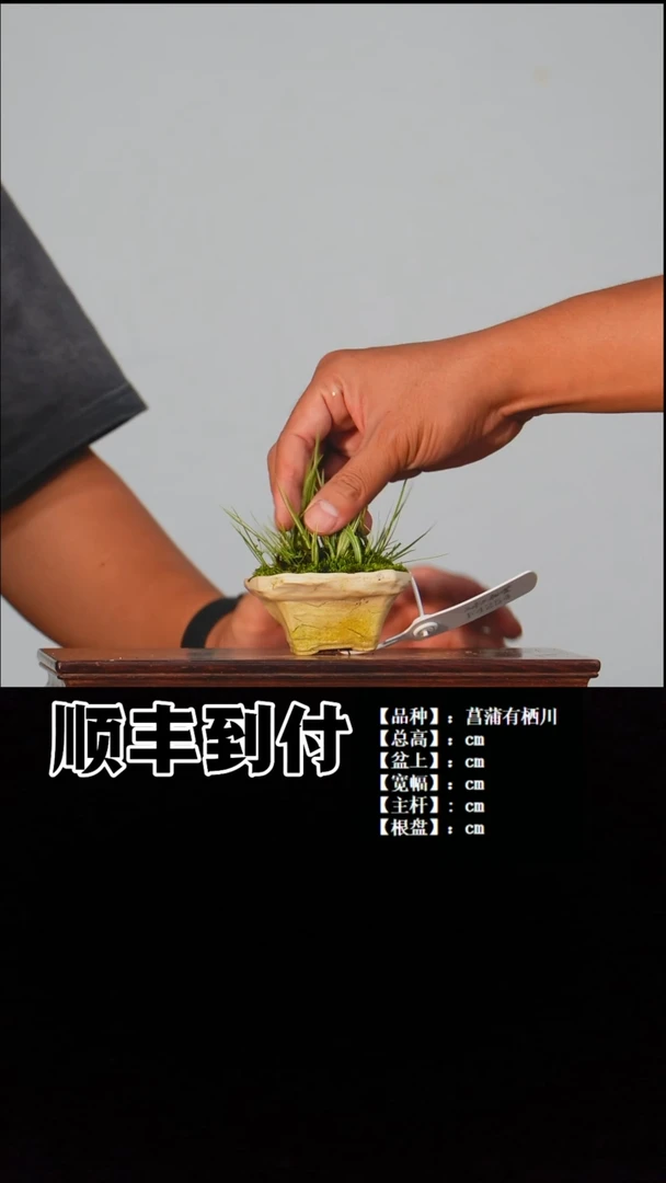 无花朵平*b892有栖川buaboyou