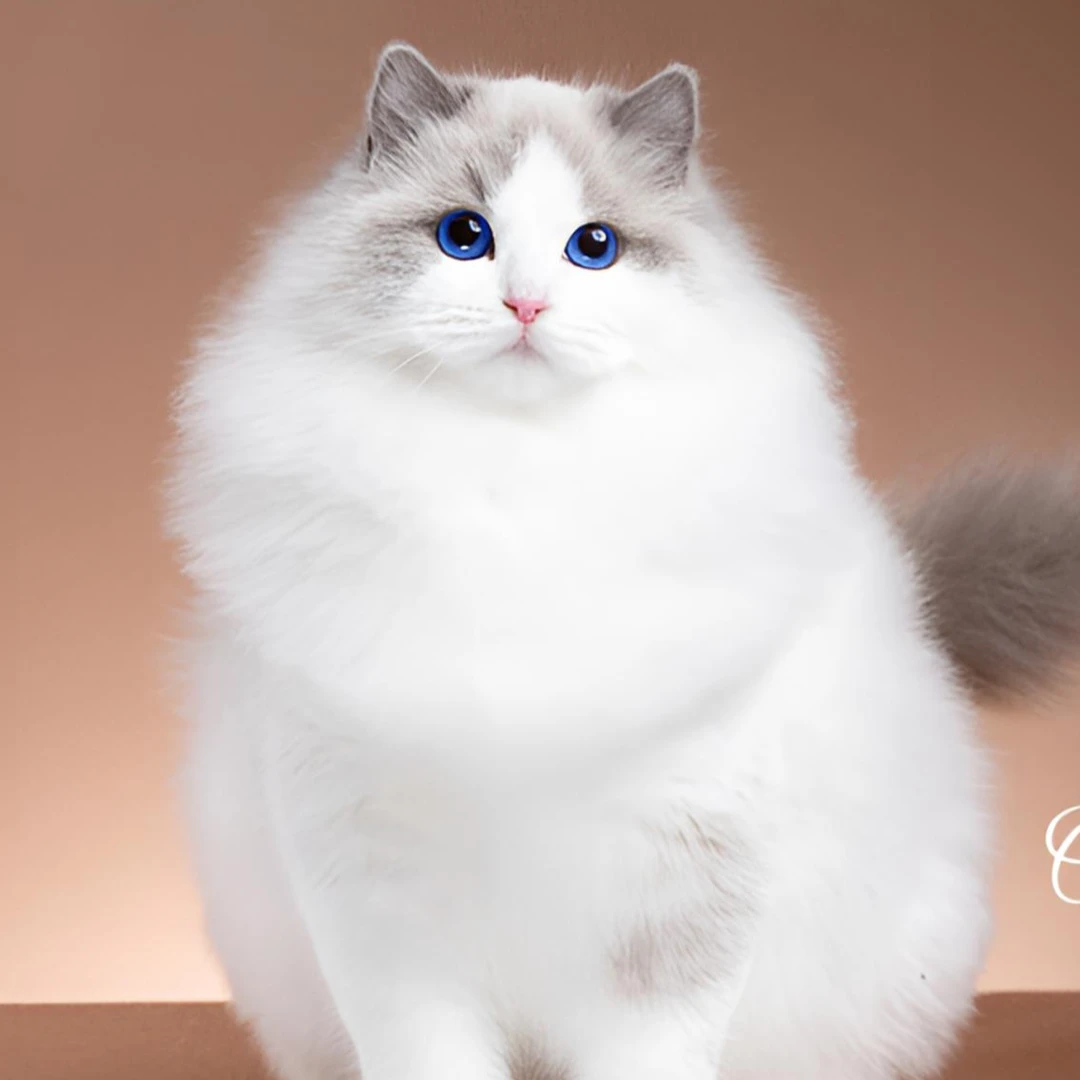 OPM 诗诗 经典赛级蓝双布偶妹妹