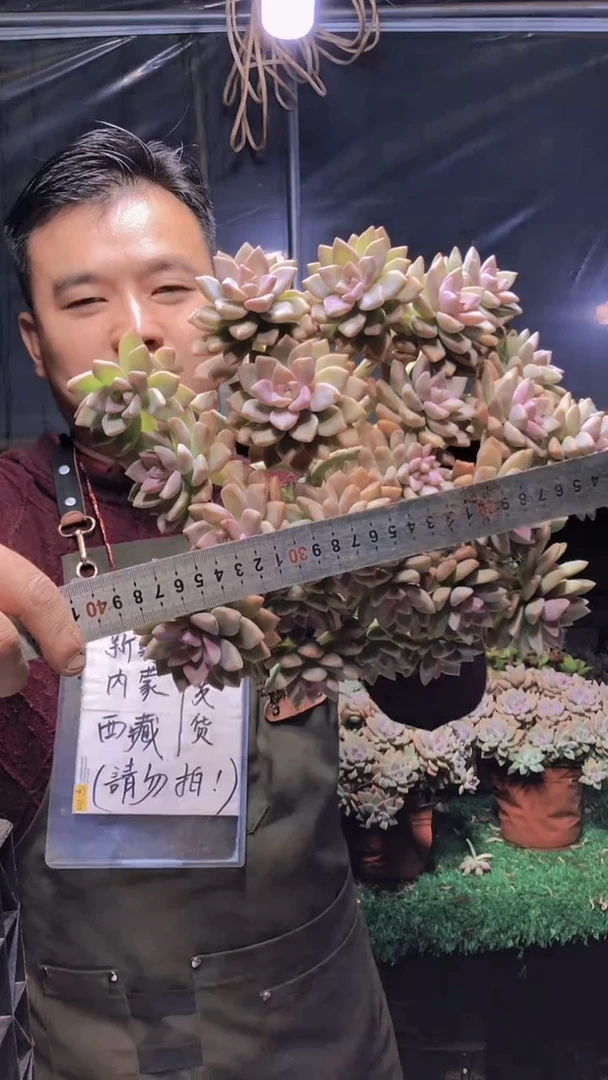 138淡雪缀化一物一拍