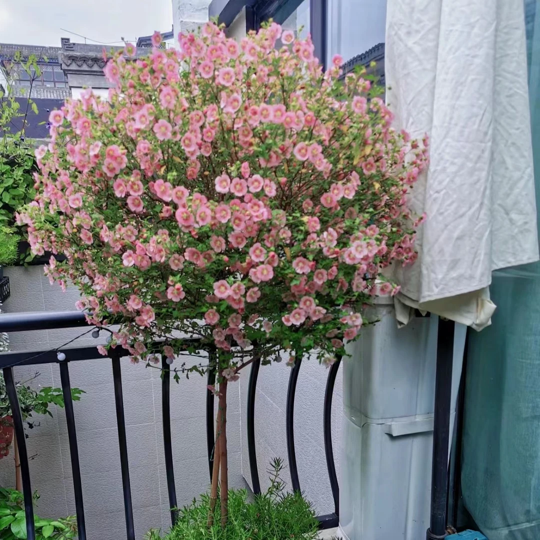 小木槿棒棒糖造型木本植物简单美观夏天粉色四季易养客厅阳台盆栽